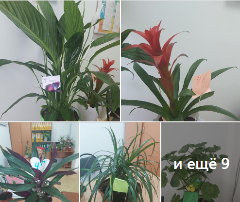 "Жайқалған бөлме гүлдері"